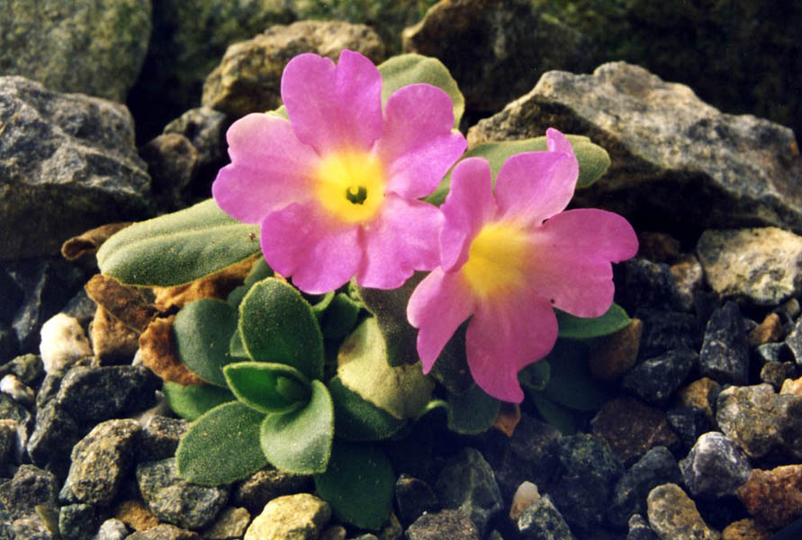 Primula allionii en fleurs dans les fissures de rochers calcaires ombragés des Alpes maritimes